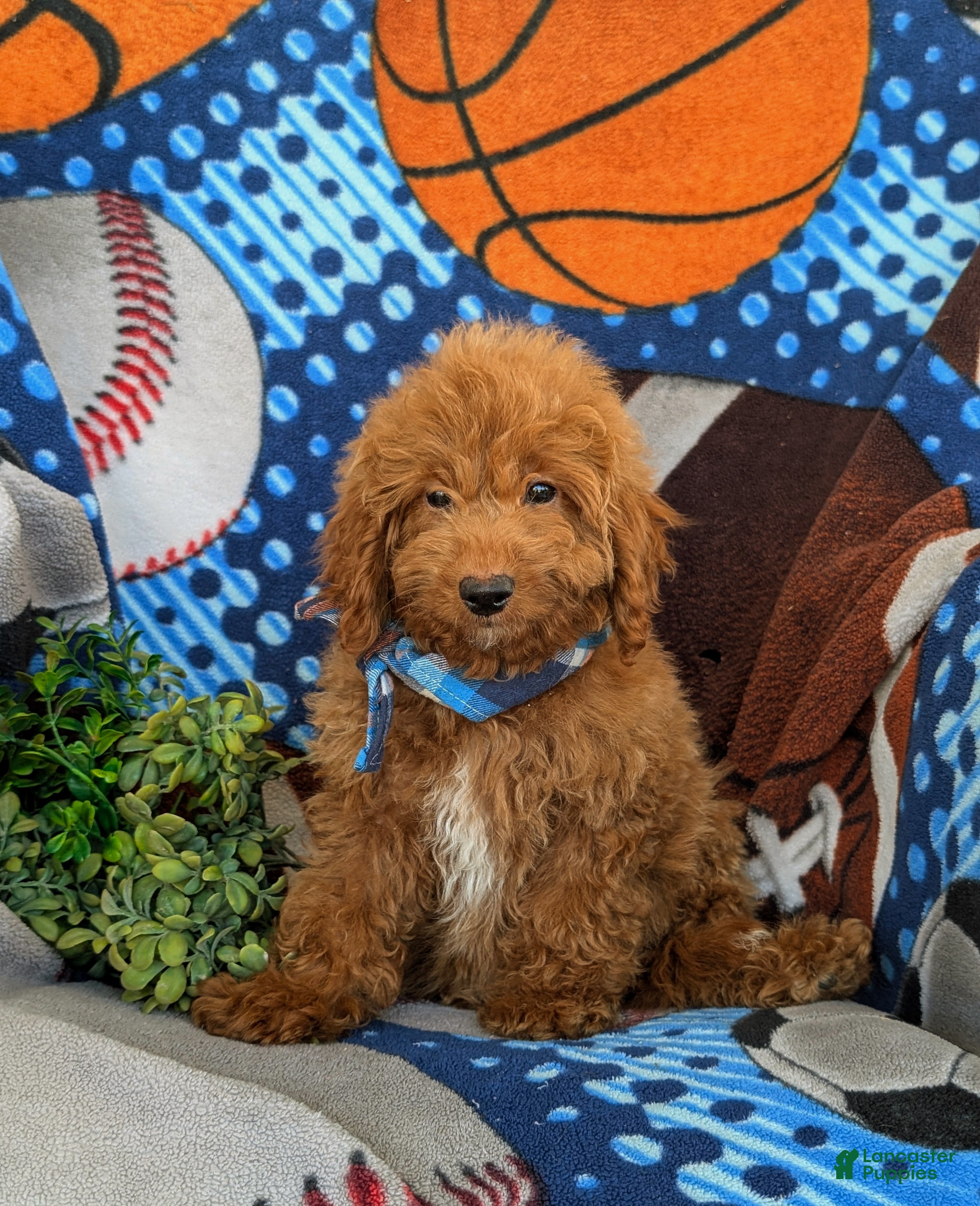 Mini Goldendoodle dogs for sale: Coby Hypoallergenic - Ad 1