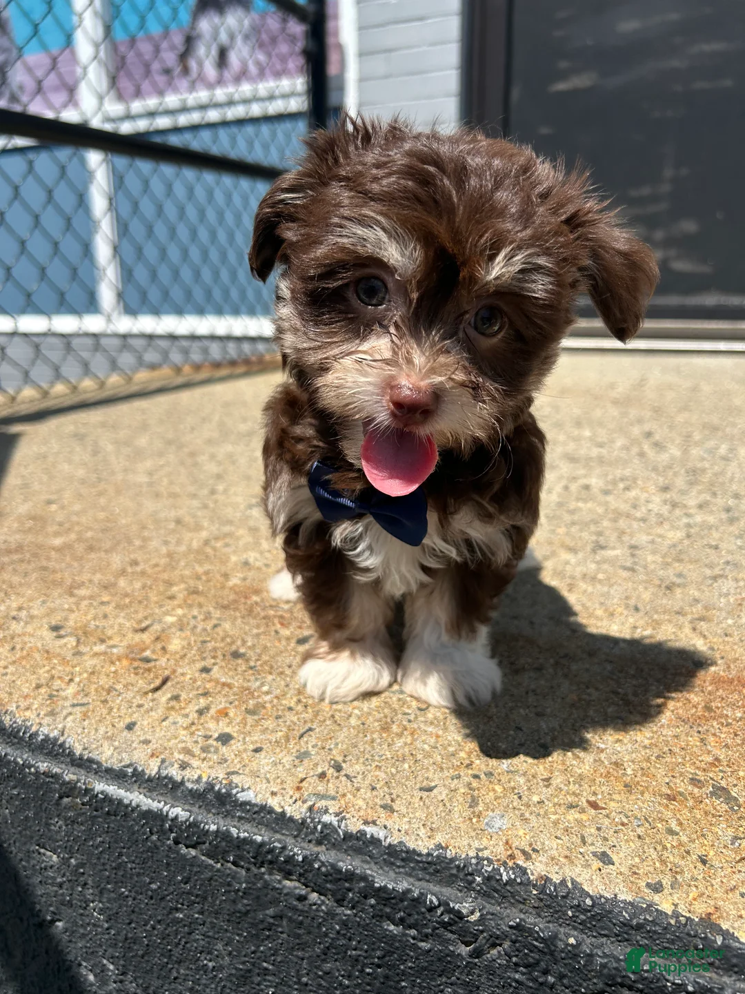 Havanese dogs for sale: Havanese 1 - Ad 1