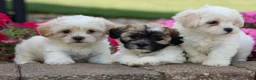 Teddy Bear dogs for sale: Blossom 💕 - Ad 14