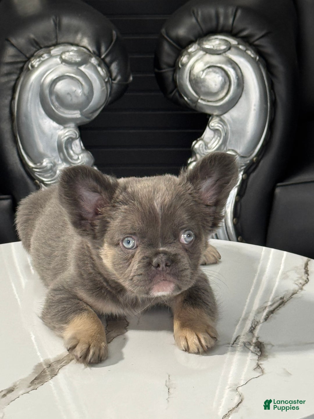 French Bulldog dogs for sale: Jack  - Ad 2