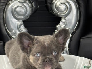 French Bulldog dogs - Ad 19