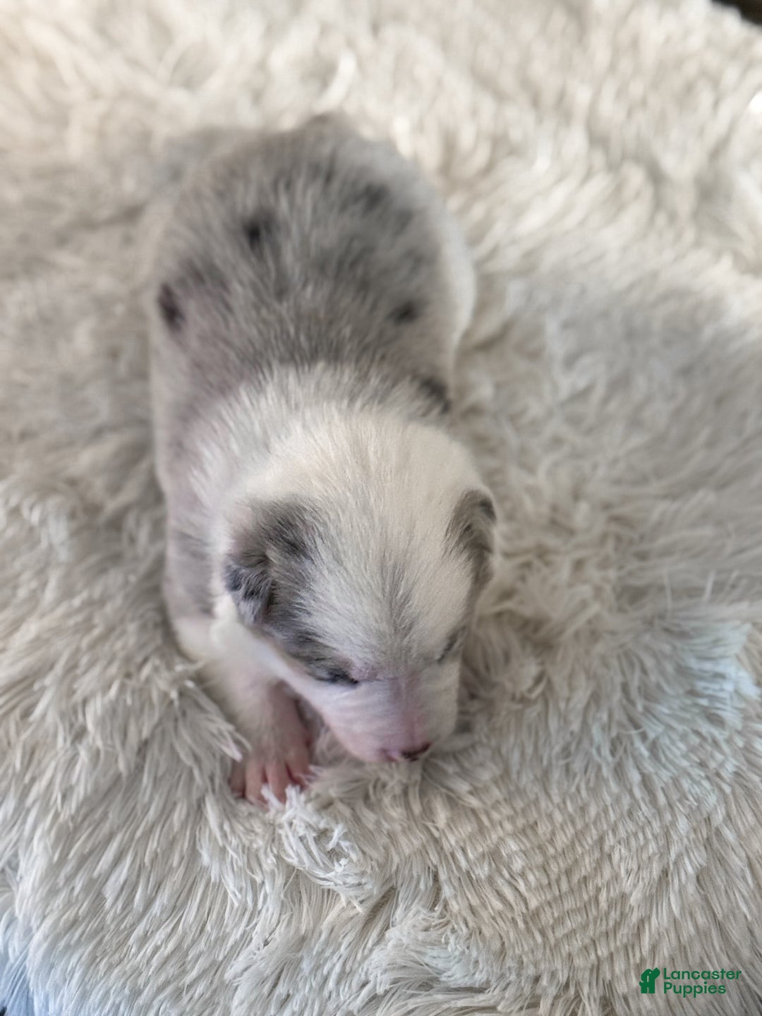 Border Collie dogs for sale: Ruger  - Ad 2