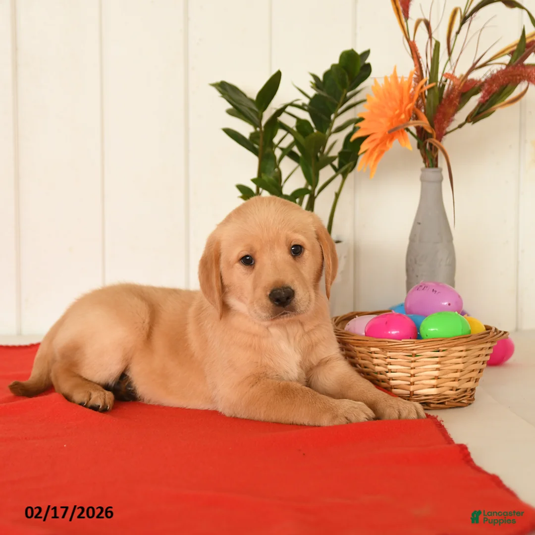 Goldador dogs for sale: Kujo - Ad 4