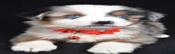 Miniature Australian Shepherd dogs for sale: Kane - Ad 5