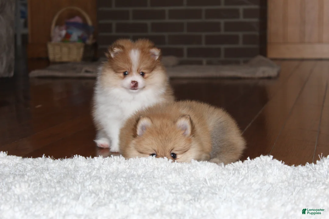 Pomeranian dogs for sale: Kenny - Ad 16