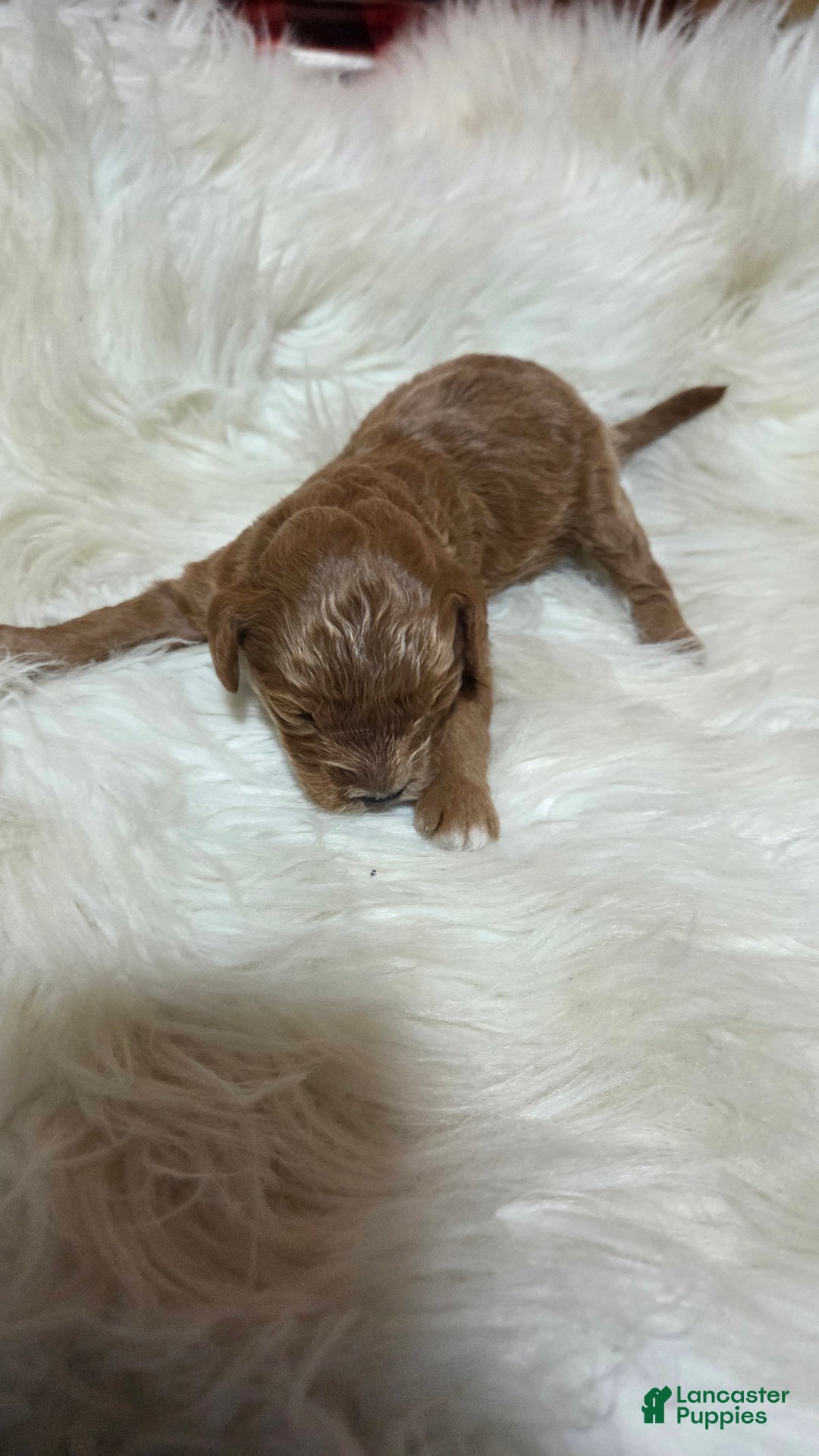 Cavapoo dogs for sale: Trey - Ad 4
