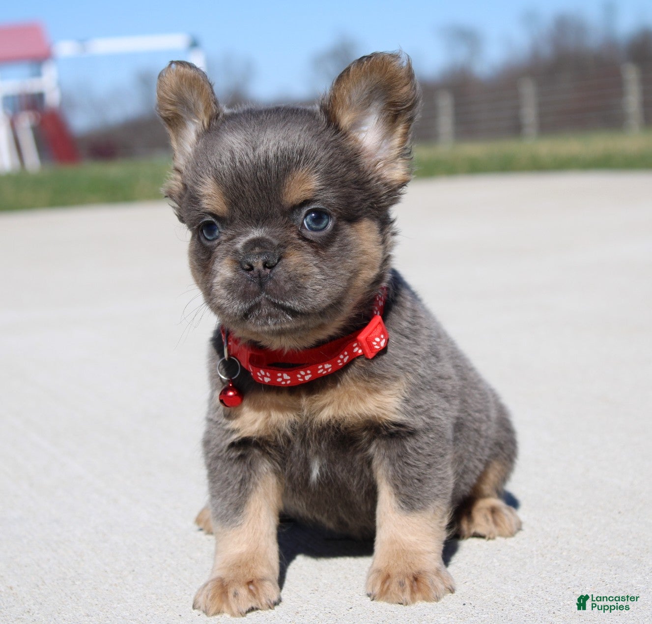 French Bulldog dogs Bryce - Ad 2