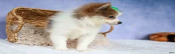 Pomeranian dogs for sale: Ernie🐾 - Ad 17