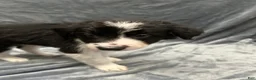Border Collie dogs for sale: Jedi - Ad 3