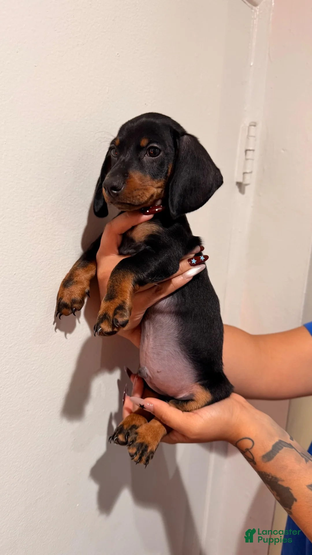 Dachshund dogs for sale: Bruce  - Ad 2