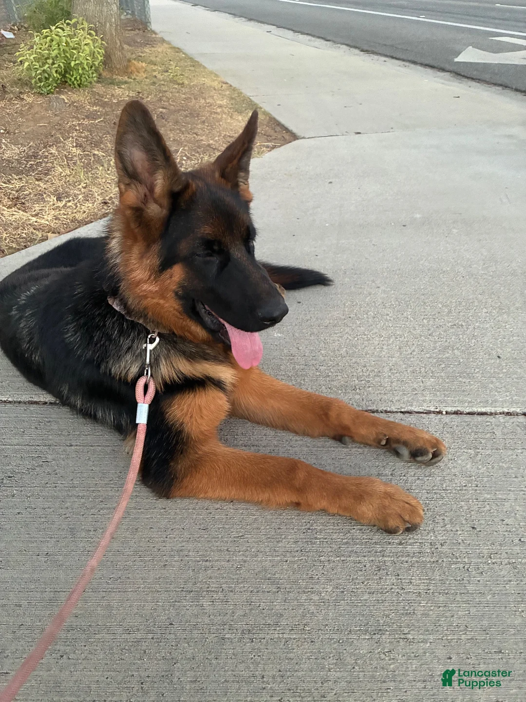 German Shepherd dogs for sale: German Shepherd 2 - Ad 1