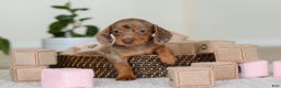 Miniature Dachshund dogs for sale: Bella - Ad 10
