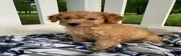 Goldendoodle dogs for sale: Miles-Male - Ad 3