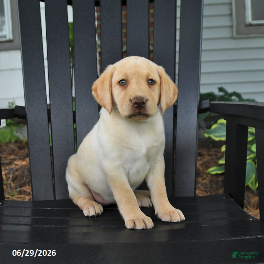 Labrador Retriever dogs Sunshine - Ad 1