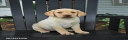 Labrador Retriever dogs for sale: Sunshine - Ad 1