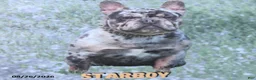 French Bulldog dogs for sale: Wooly Pooly - Ad 7
