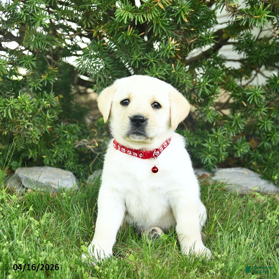 Labrador Retriever dogs Buster  - Ad 2