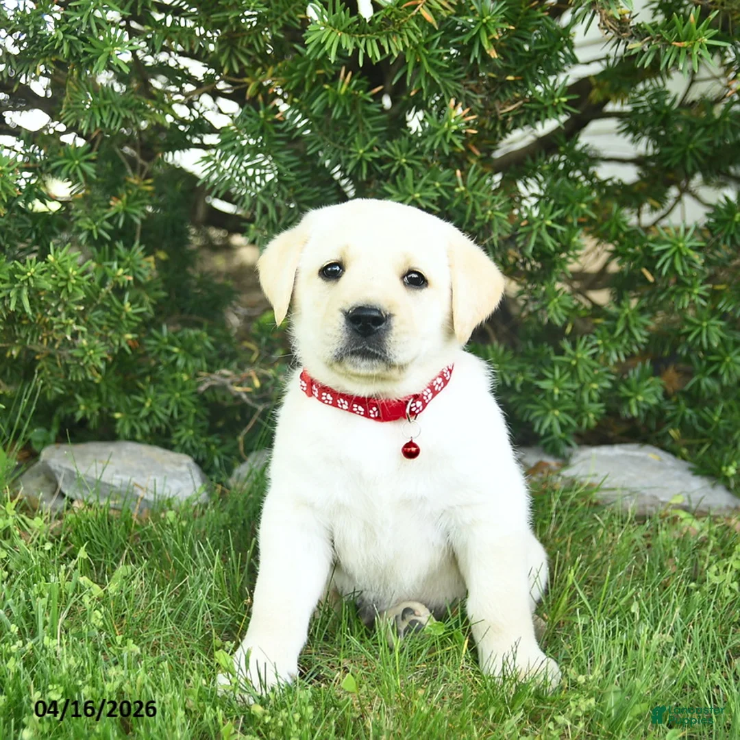 Labrador Retriever dogs for sale: Buster  - Ad 2