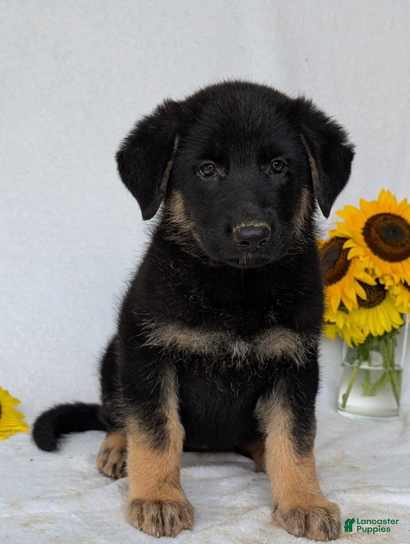 German Shepherd dogs Mati - Ad 1