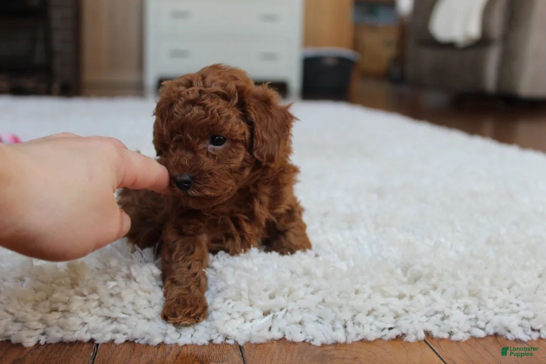 Toy Poodle dogs for sale: Mia - Ad 11