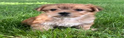 Morkie dogs for sale: Brookie  - Ad 4