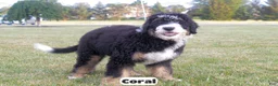 Bernedoodle dogs for sale: Coral - Ad 4