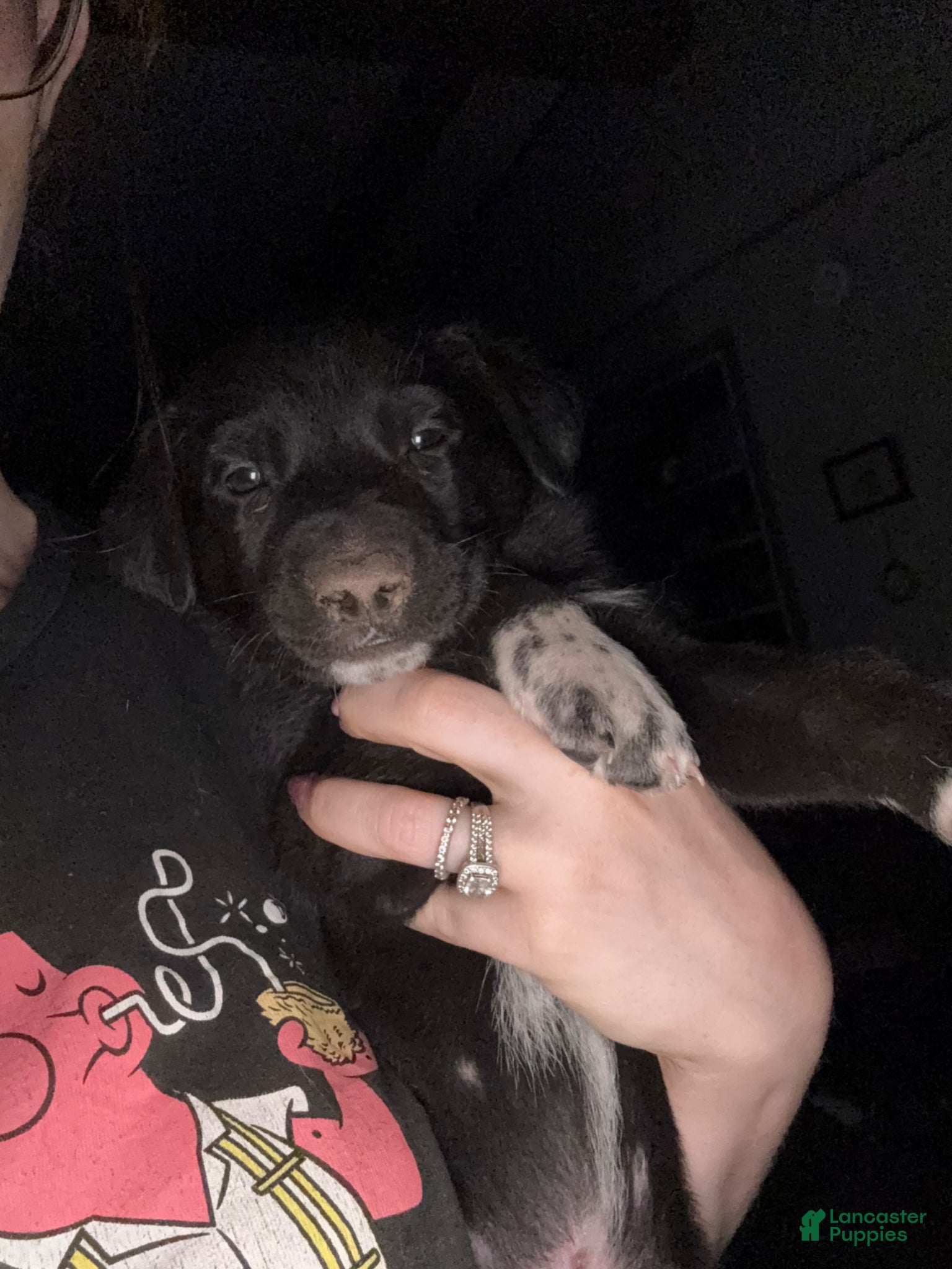 Mixed Breed dogs Mixed Breed Puppy 3 - Ad 12