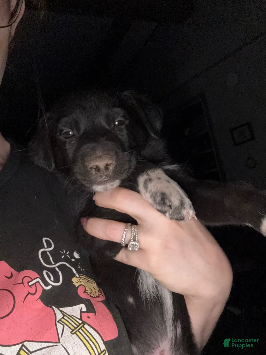 Mixed Breed dogs for sale: Mixed Breed Puppy 3 - Ad 1