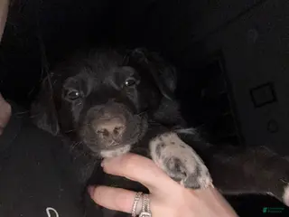 Mixed Breed dogs Mixed Breed Puppy 3 - Ad 12