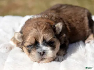Shihpoo dogs Shihpoo Spencer - Ad 34