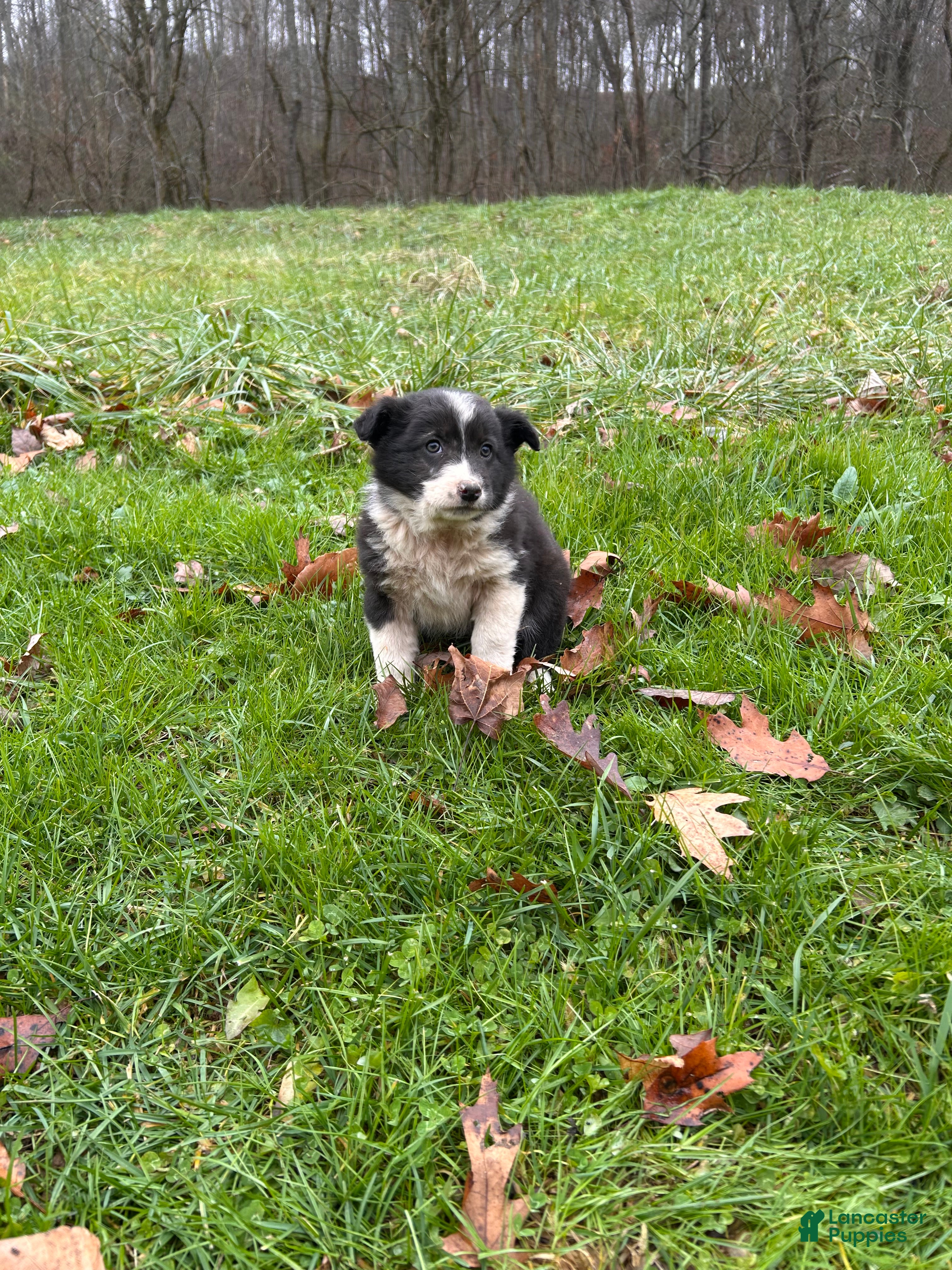 Border Collie dogs Border Collie Puppy 2 - Ad 42