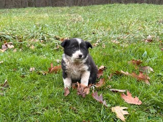 Border Collie dogs Border Collie Puppy 2 - Ad 30
