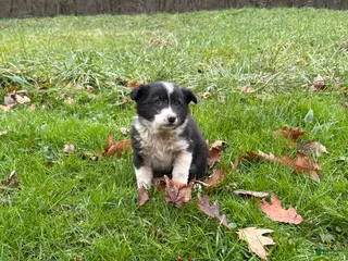 Border Collie dogs Border Collie Puppy 2 - Ad 6