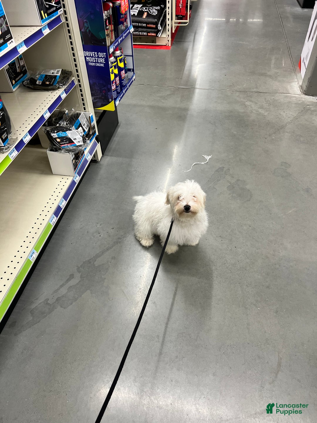 Maltipoo dogs for sale: Maltipoo Puppy 1 - Ad 4