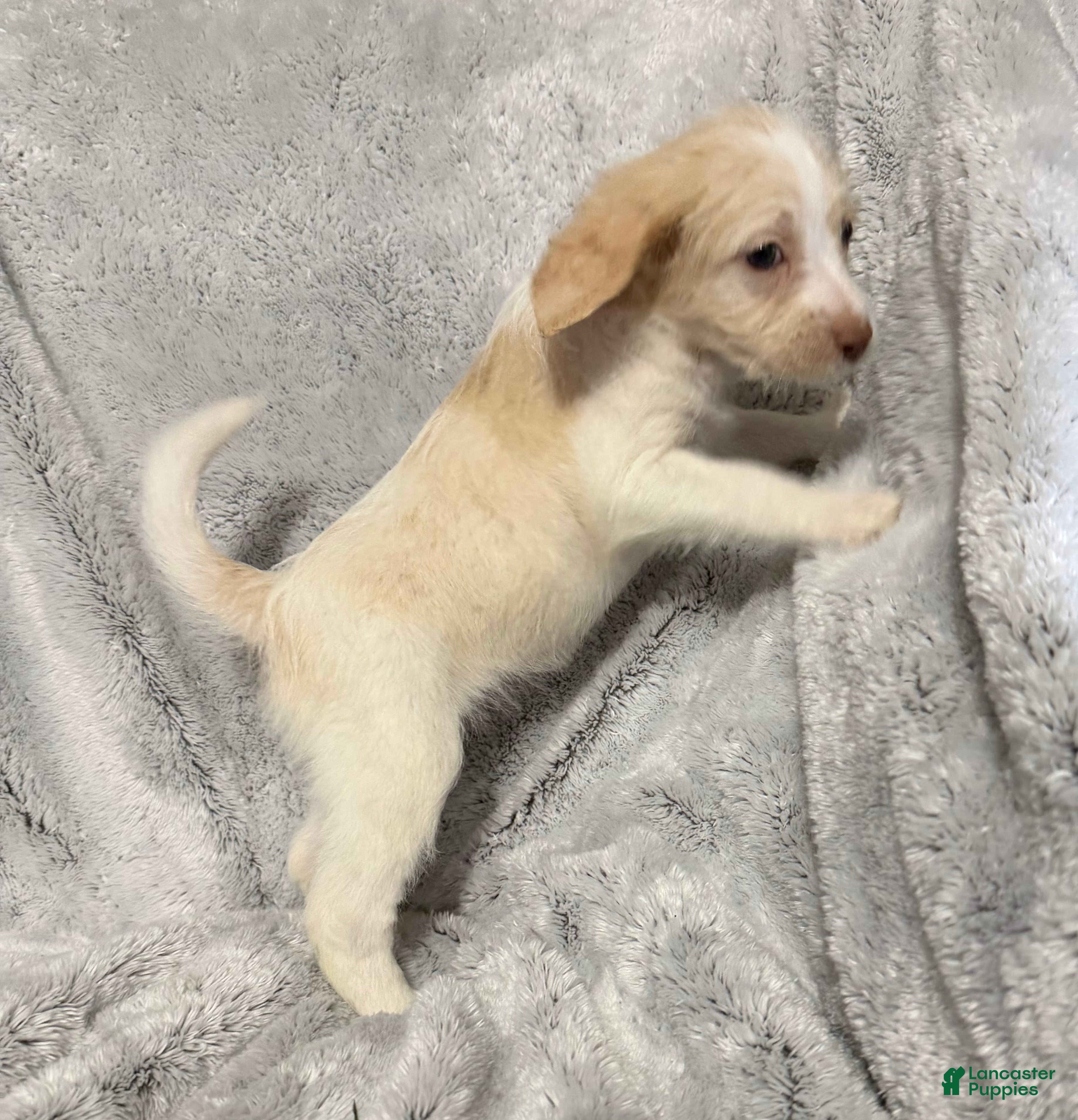 Mixed Breed dogs Annie - Ad 2