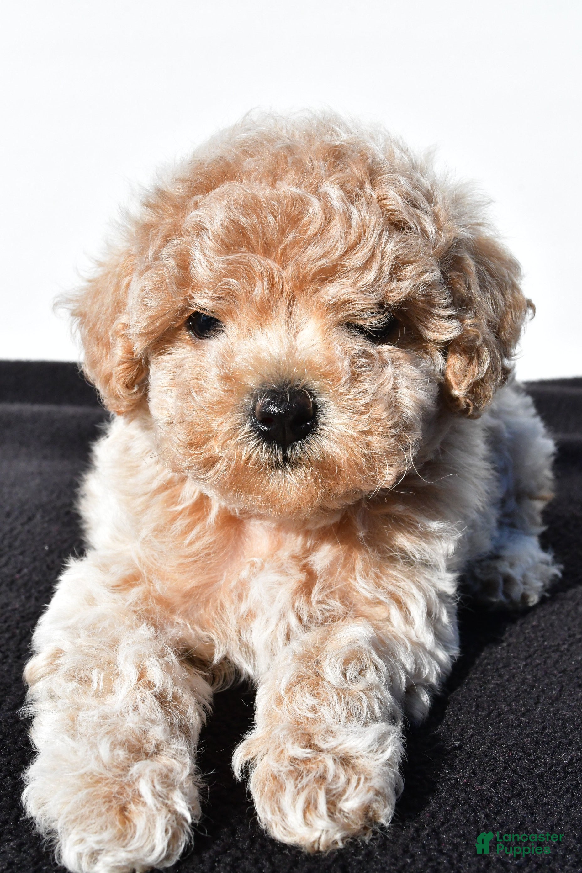Toy Poodle dogs allie - Ad 1
