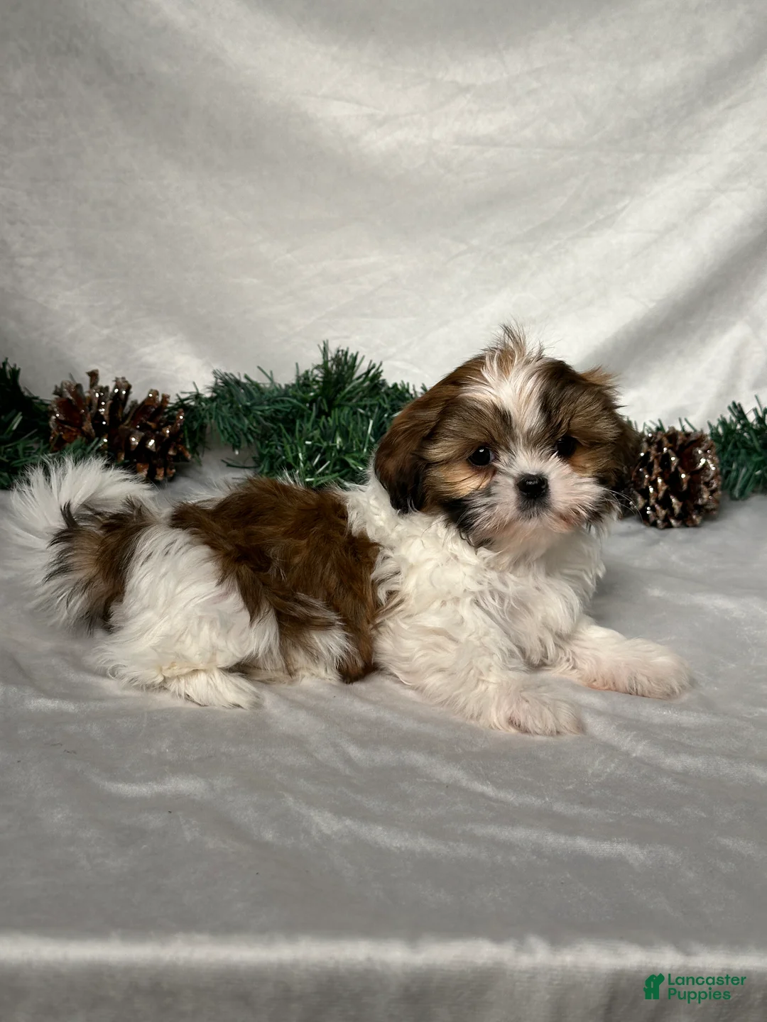 Shih Tzu dogs for sale: Lori - Ad 5