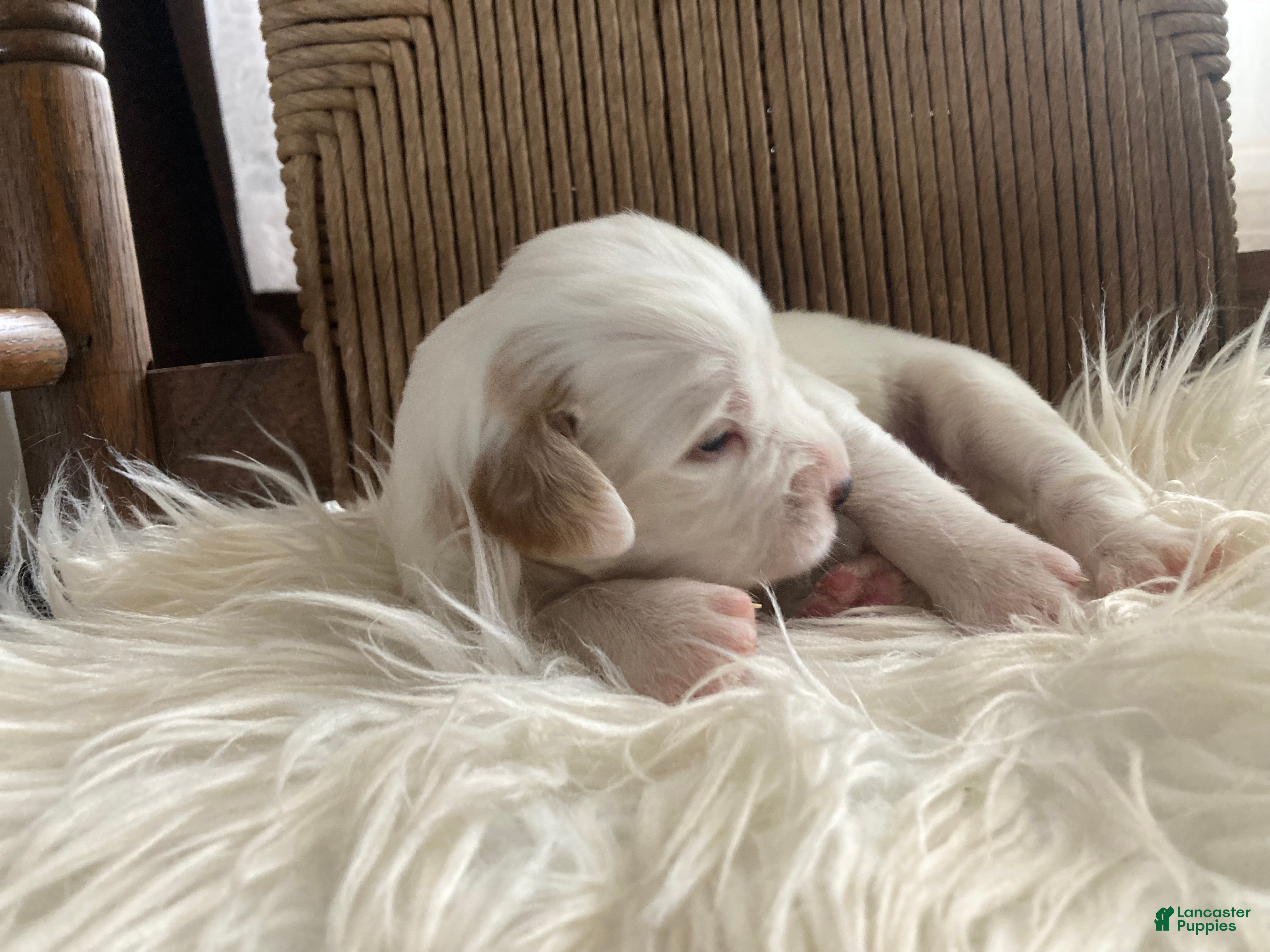 English Setter dogs Little Joe  - Ad 1