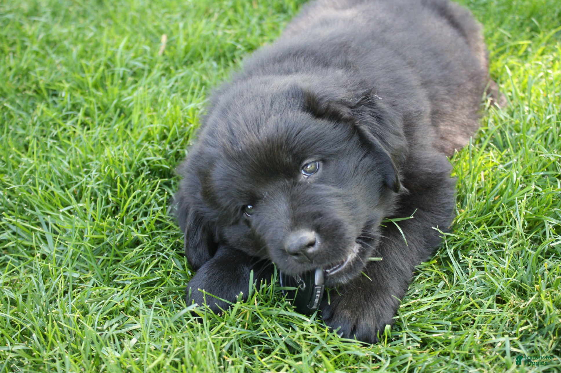 Newfoundland dogs for sale: Ember - Ad 2