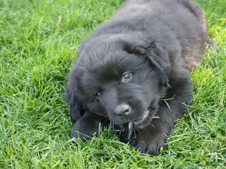 Newfoundland dogs for sale: Ember - Ad 2