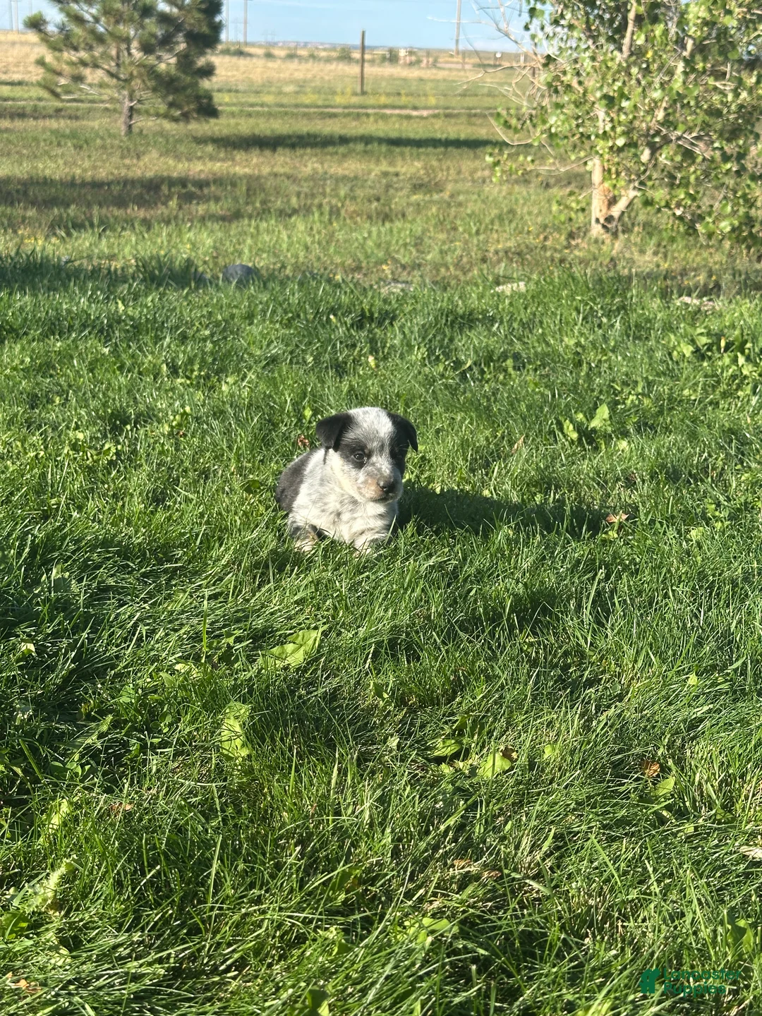 Mixed Breed dogs for sale: Tri boy 2 - Ad 2