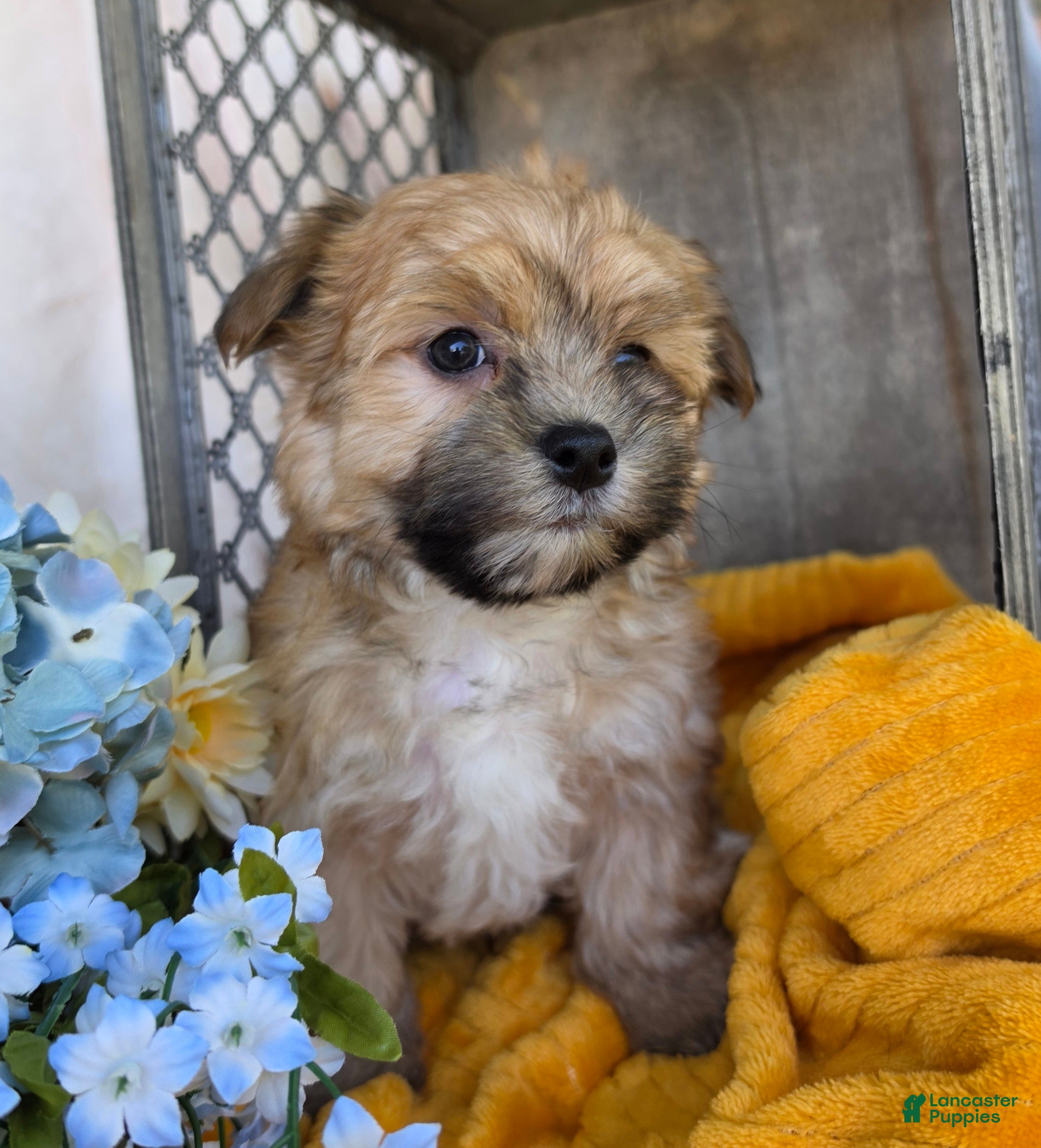 Morkie dogs Chief - Ad 1