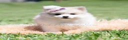 Pomeranian dogs for sale: Angel cake - Ad 5