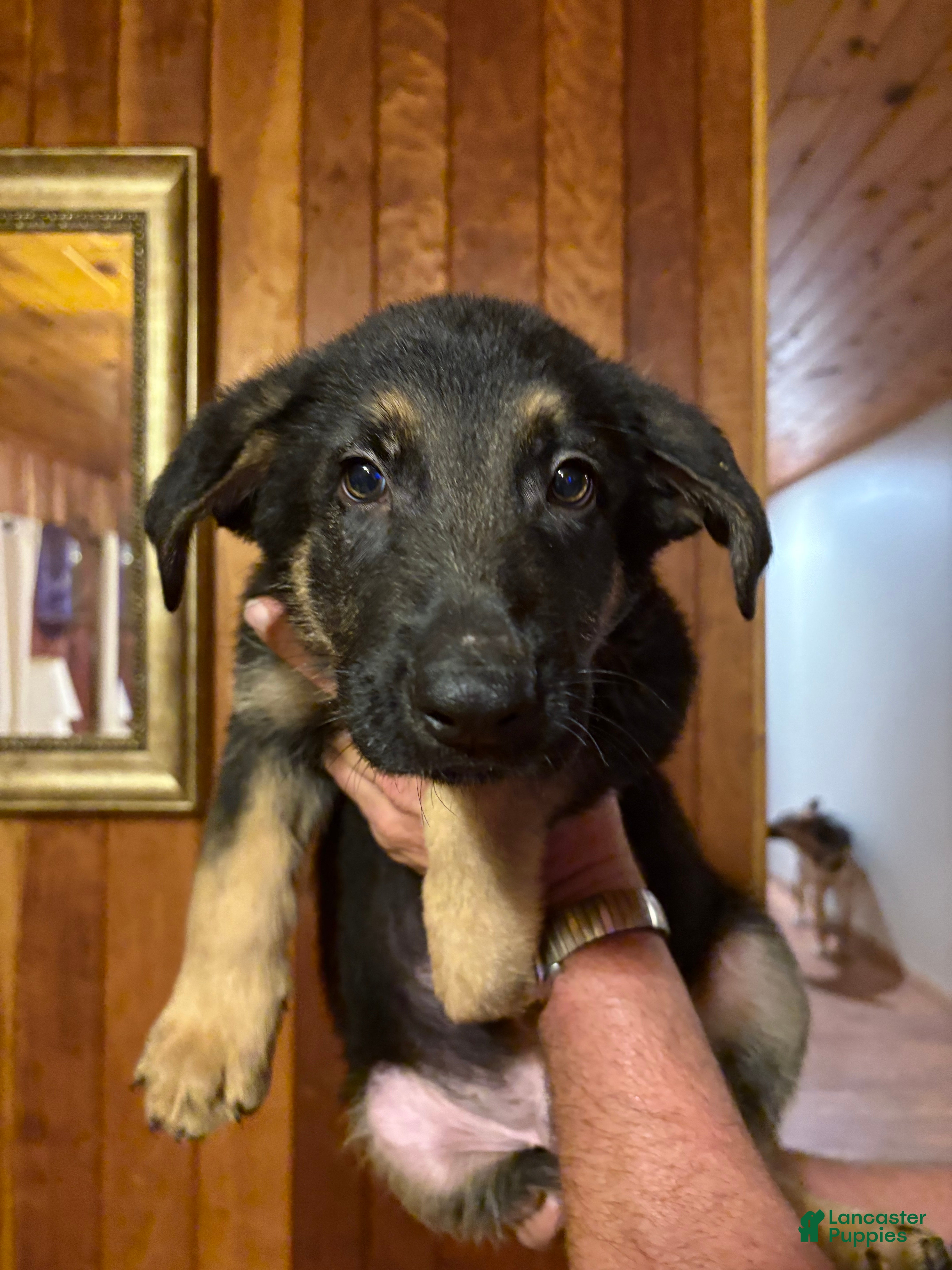 German Shepherd dogs Nala - Ad 21