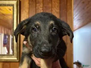 German Shepherd dogs Nala - Ad 20