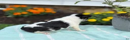 Chihuahua dogs for sale: Tiny - Ad 11