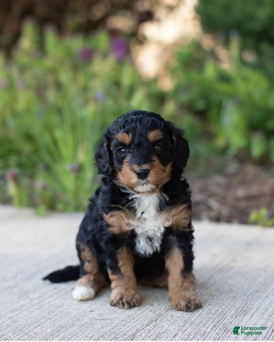 Mini Bernedoodle dogs for sale: Tulip - Ad 1