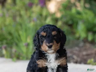 Mini Bernedoodle dogs for sale: Tulip - Ad 1