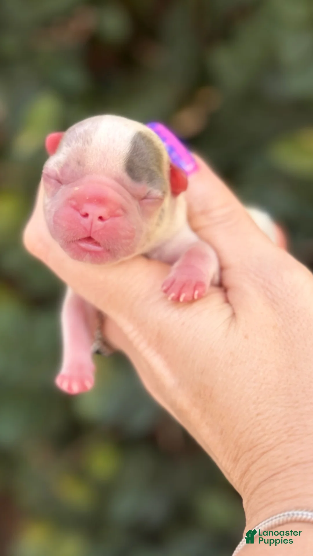 French Bulldog dogs for sale: Zinnia - Ad 2