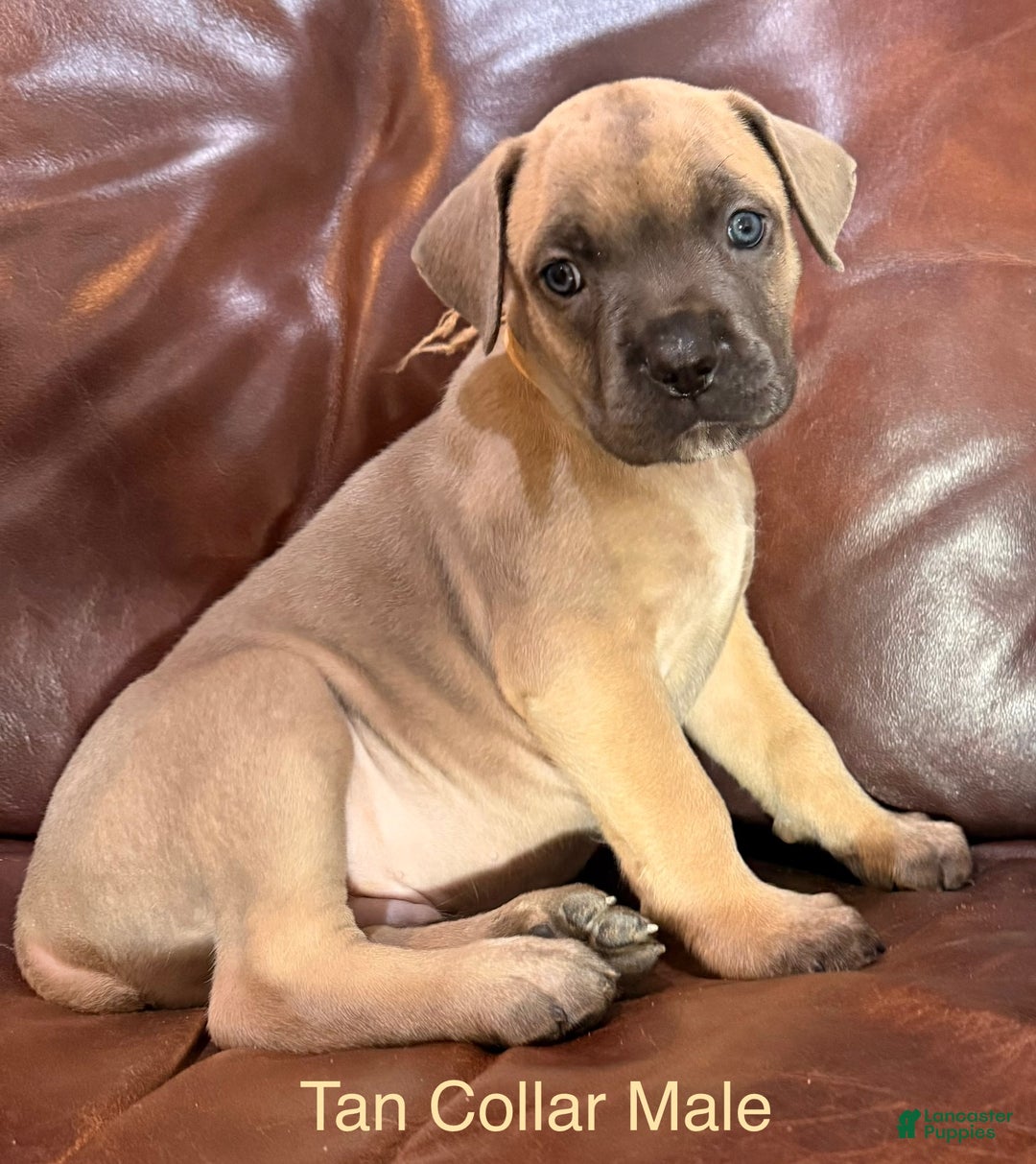 Cane Corso dogs for sale: Aqua Collar  F Cane Corso Puppy  - Ad 7